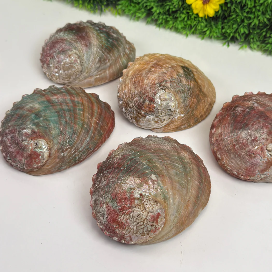 Ormeau Coquillage - Image 3