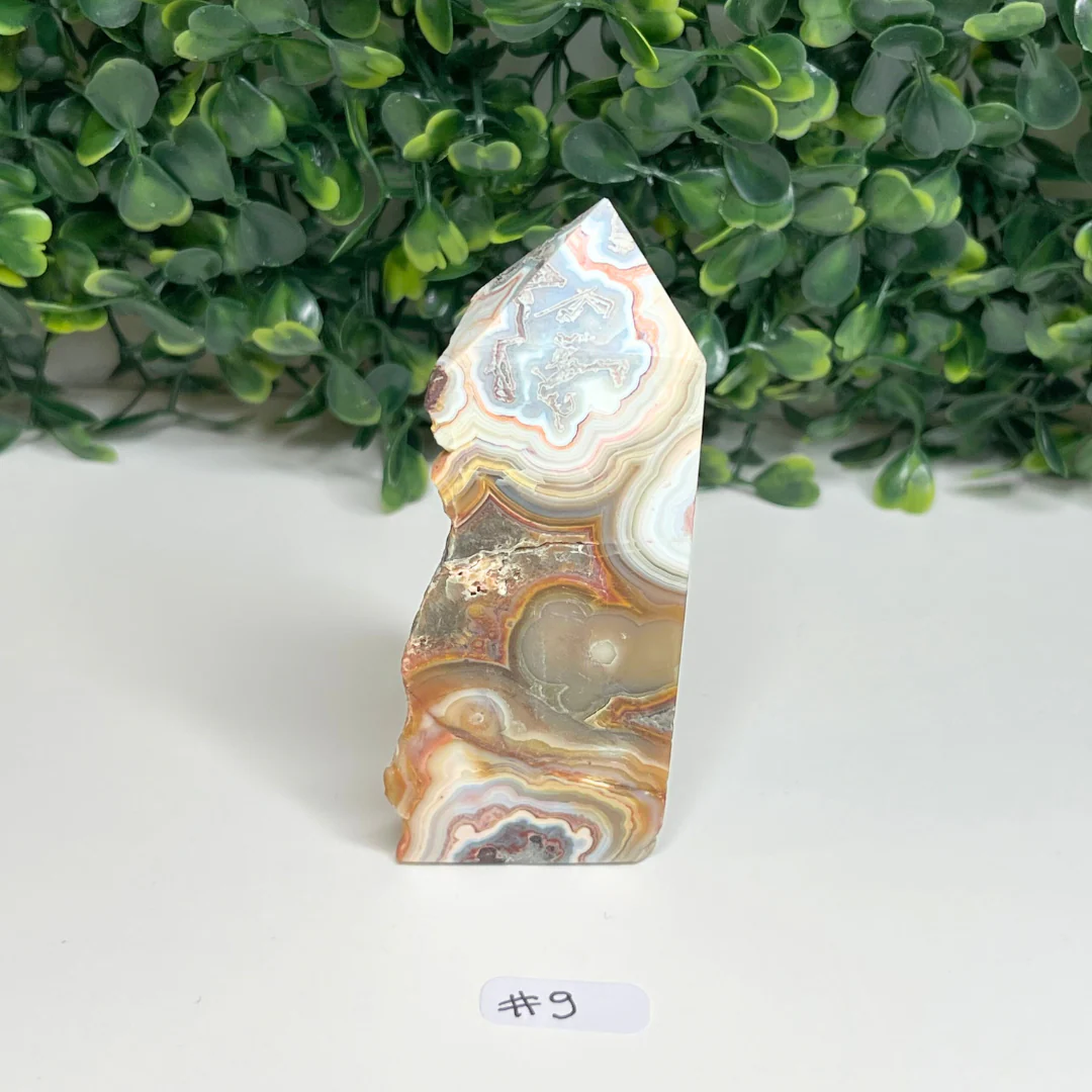 Pointe Agate Mexicaine - Image 4